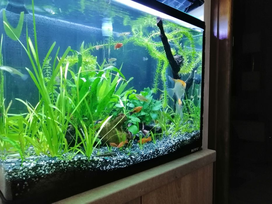 Am două acvarii de vînzare