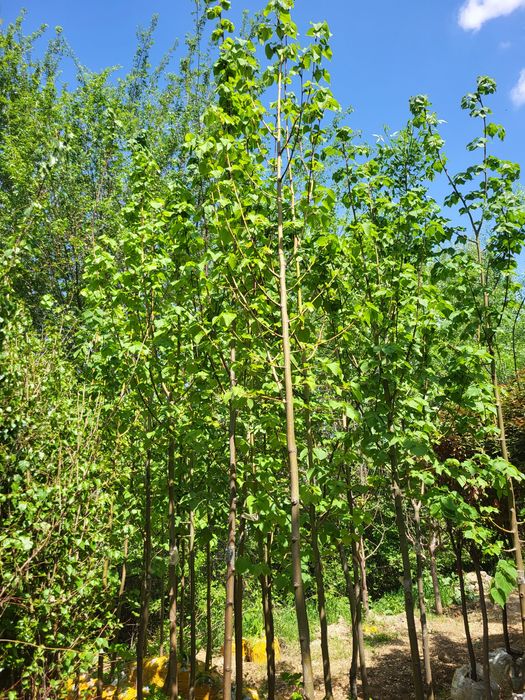 Сливописарди и разные расстении