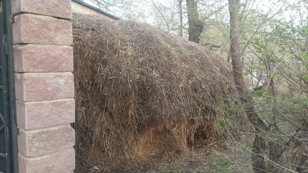 Отдам бесплатно сено самовывозом