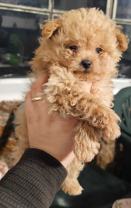 Pomapoo Померан/Пудел