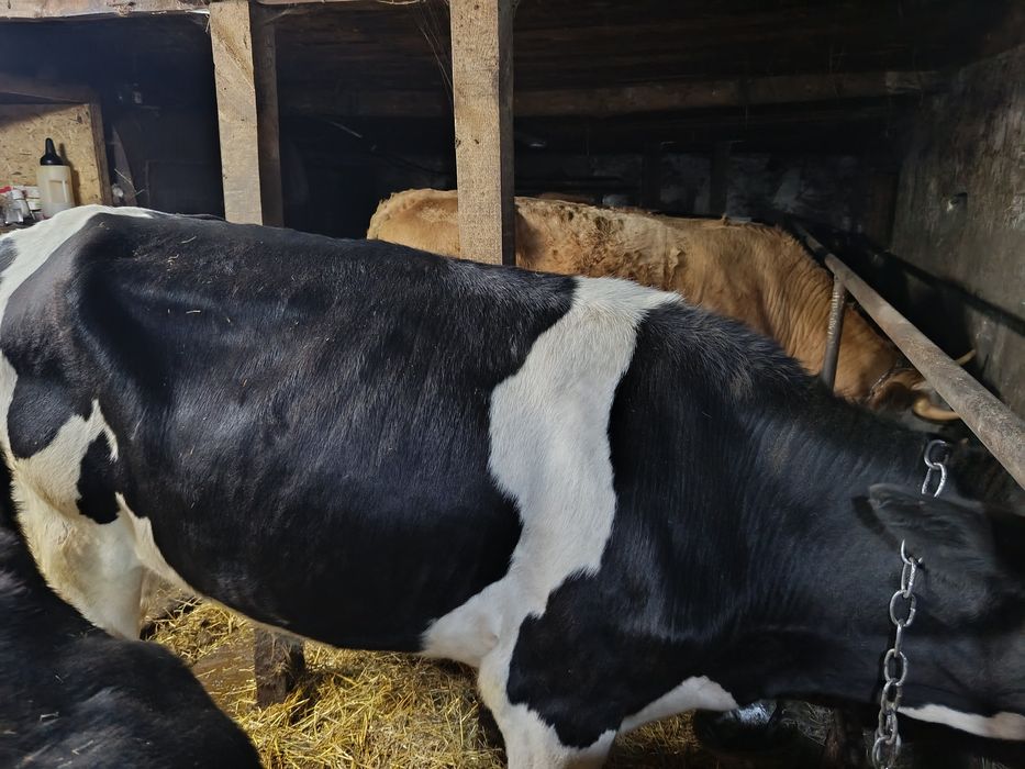 Продам племенных тёлок