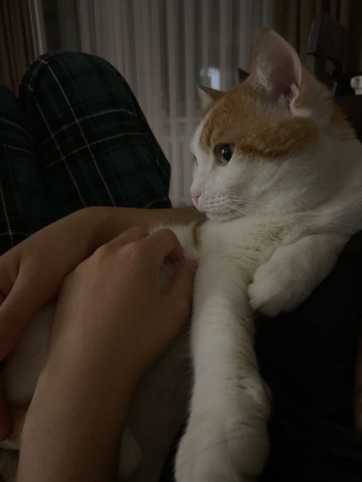 Кот , примерно 2,5 года