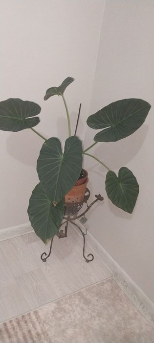 Алоказия Регал Шилд