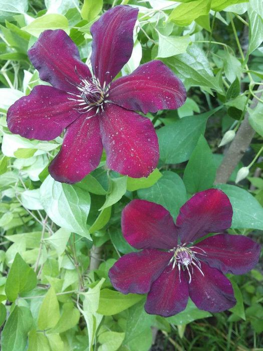 Клематисы разных сортов и спирея, ежевика, климатис, Klematis