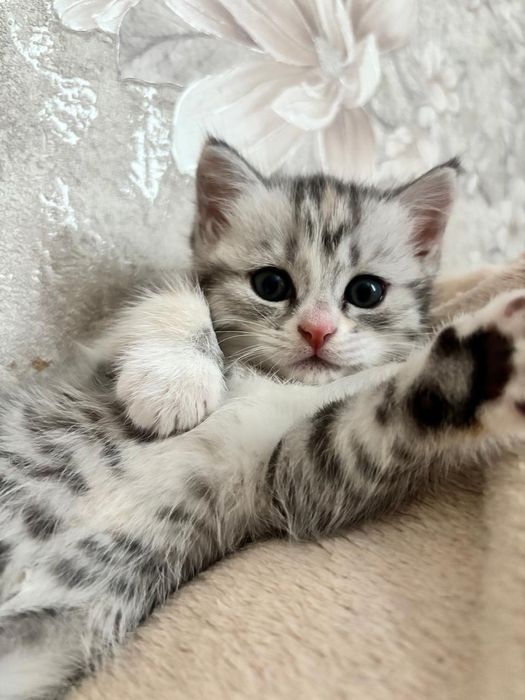 Котята шотландский породы.