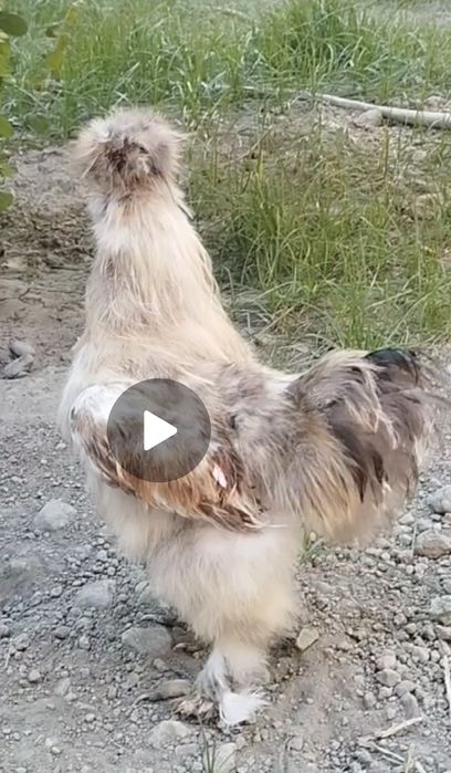 Американский шолк жужалар бор 2 хафталик ва каттарок