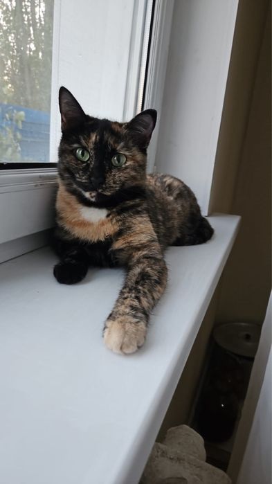 Отдам кошек котов котят