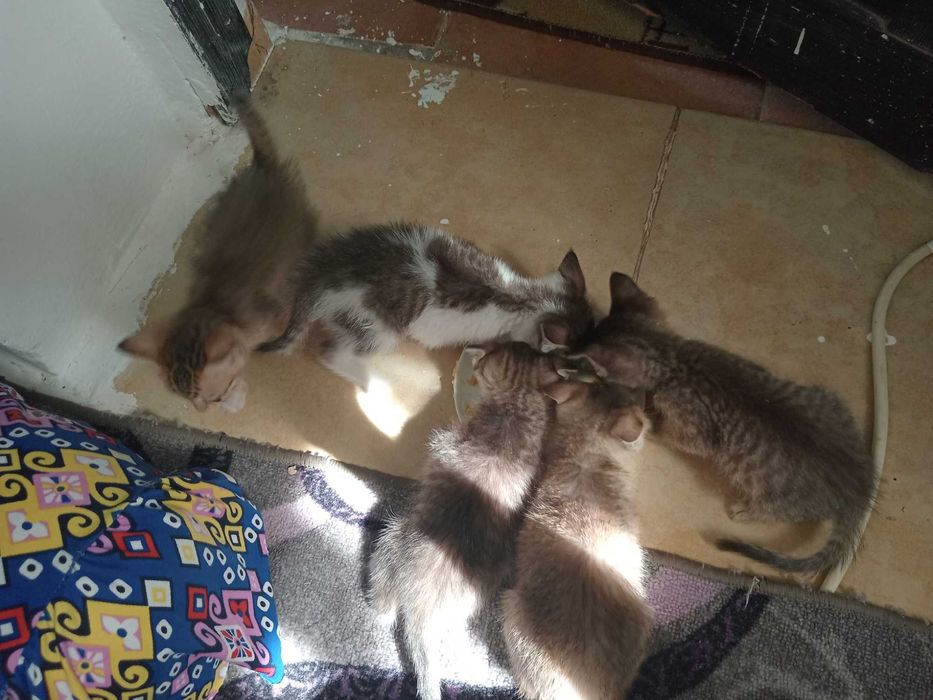 отдам КОТЯТ в добрые руки