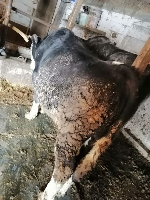 Vând vițel bălțat negru