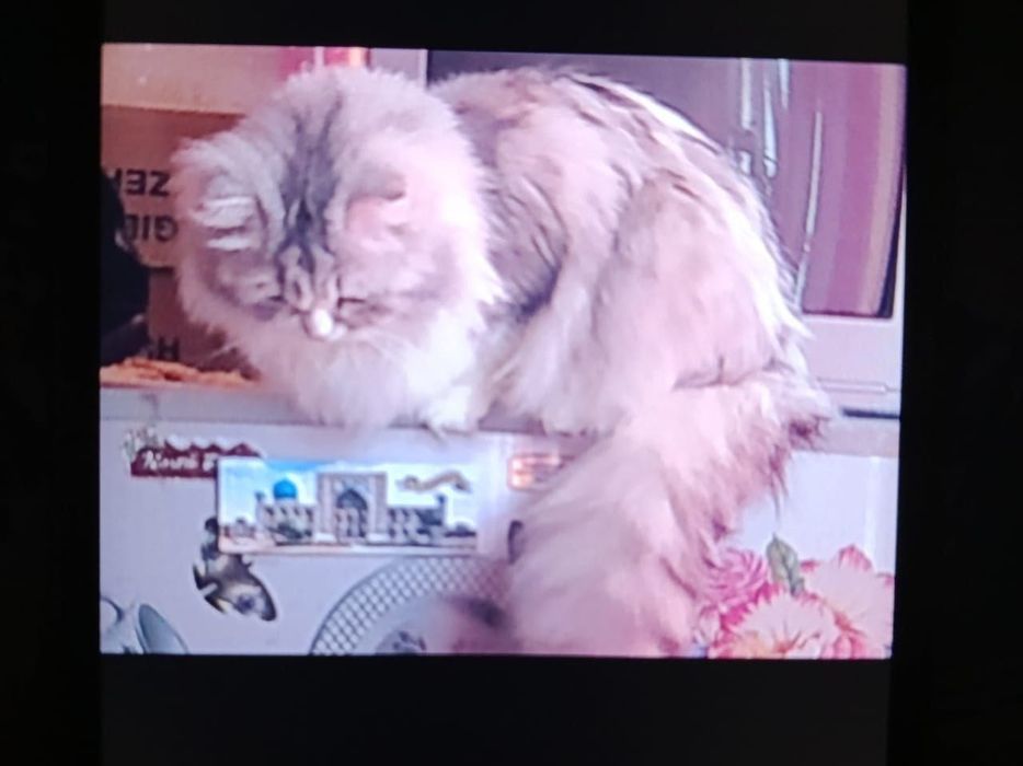 Кот Шотландский вислоухий и кошка Серебристая шиншилла