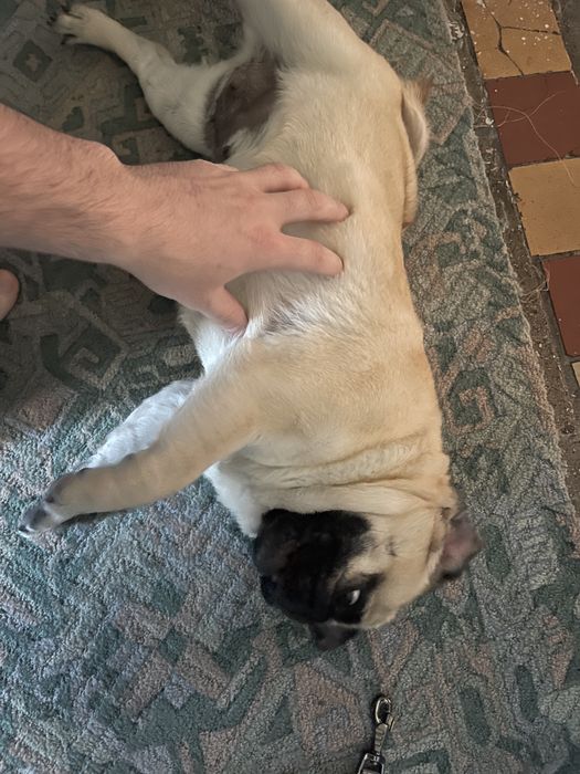 Продам собаку мопс