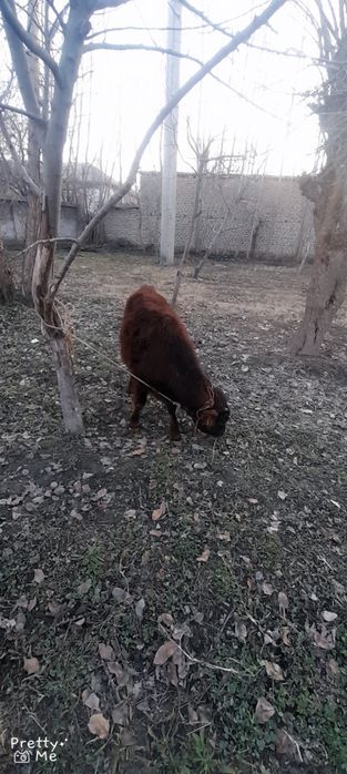 Gunojin sotladi soglom