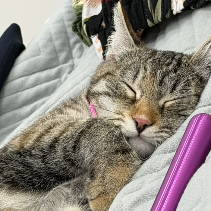 Котенок 8 месяцев