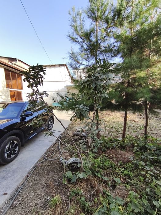 дерево Ёлка сосна арча дарахилари