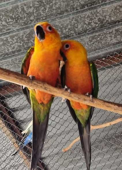 Продаются попугаи