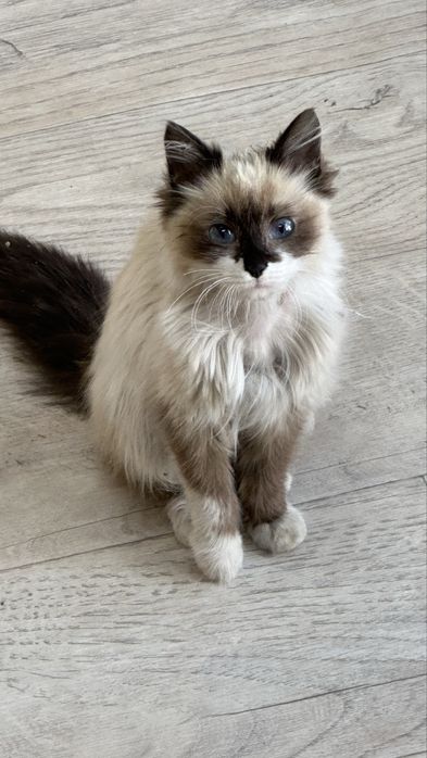 Котёнка     ragdoll+birman
