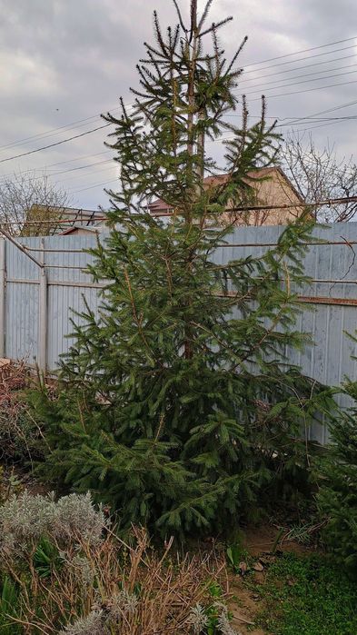 Brad de Craciun cu sau fara radacina