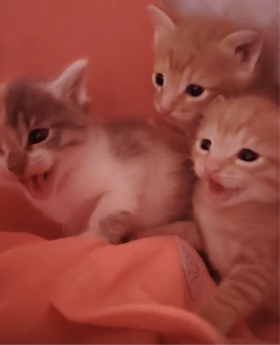 Отдам хорошие,добрые руки