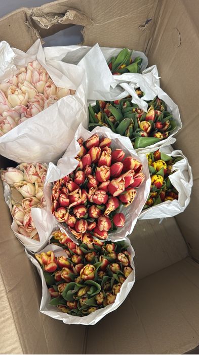 тюльпаны по 350тг