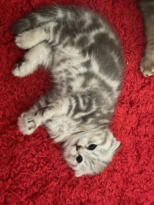 Котята в Роскошном Окрасе