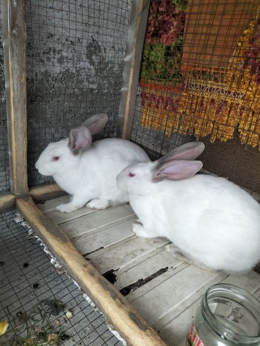 Quyon sotiladi hikol