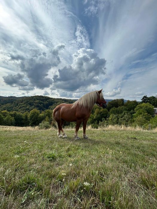 Vând harmasar de 7 ani