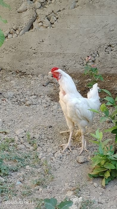 Xuroz yeyish ichishi yaxshi soğlom narxi 130 ming sum