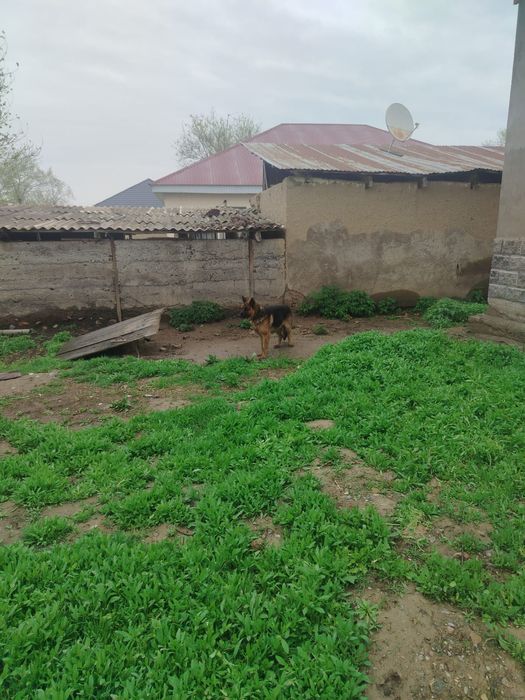 Овчарка ит сатылады