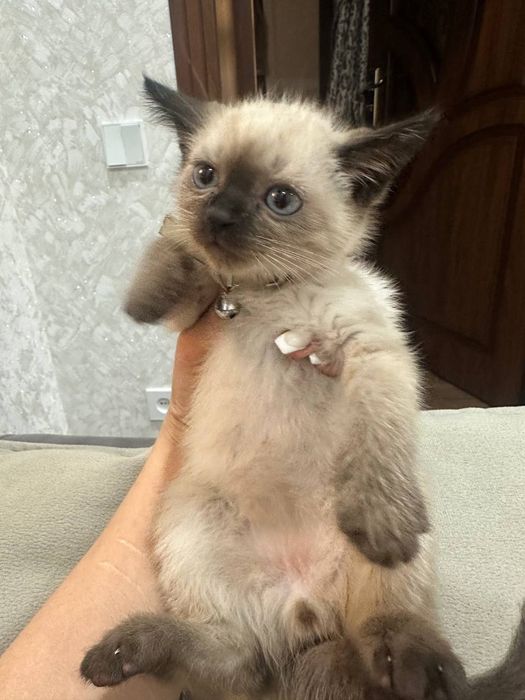 Mushuk zotli surochn sotiladi