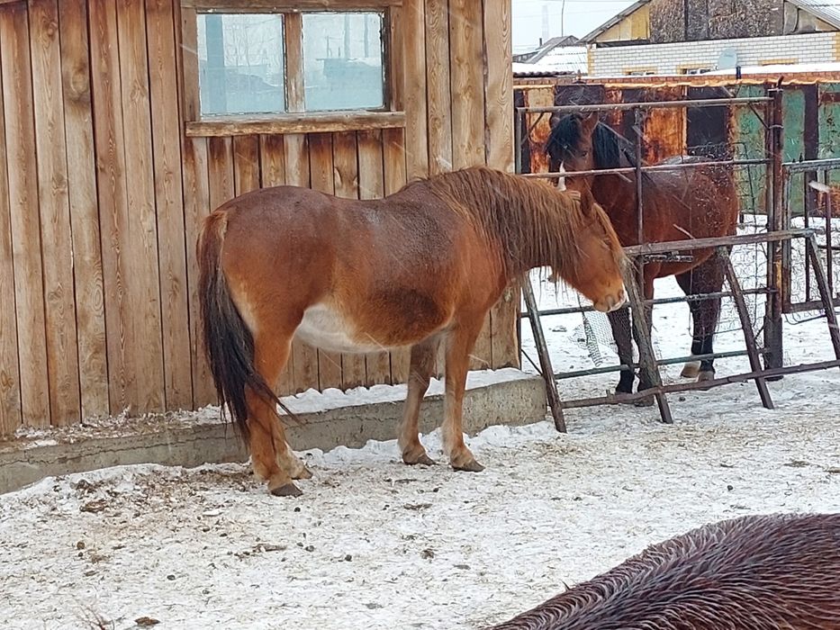 Сапалы, қоңды буаз бие сатылады!