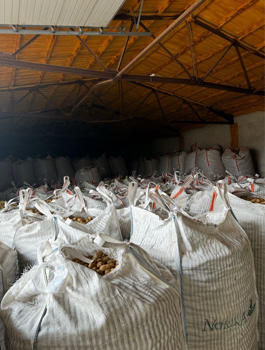 Картофи сорт сорая – фракция 50+