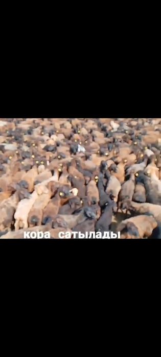 қора сатылады 280млн