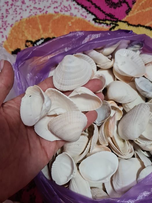 Продам ракушки морские