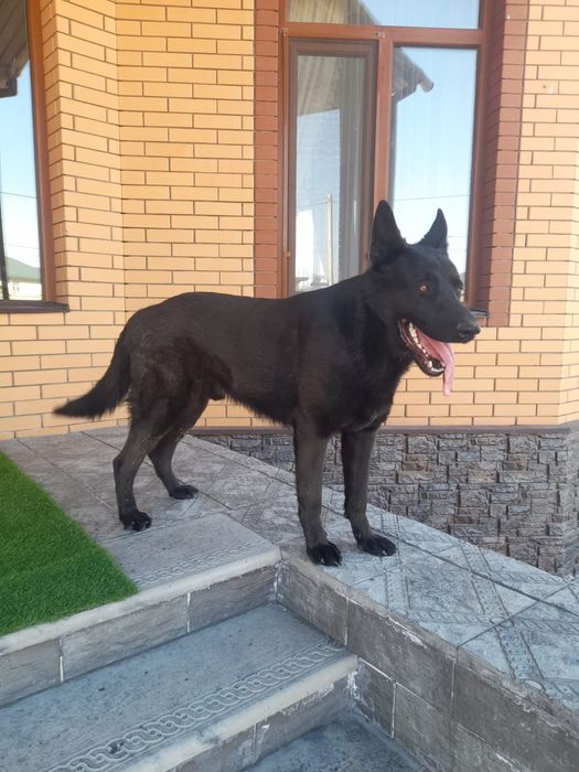 Вязка восточно-европейской овчарки