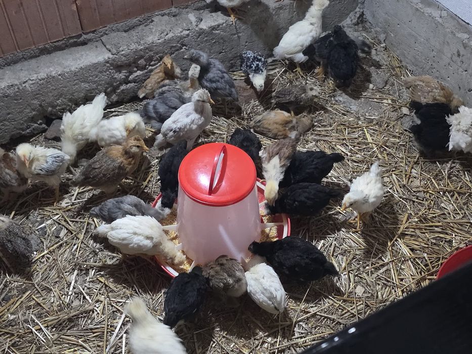 Pui de curte taranesti