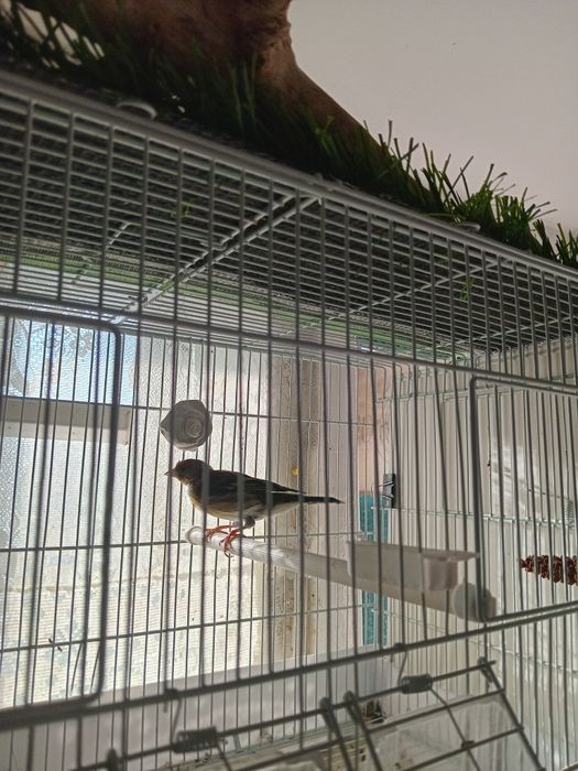 Гибрид щегол+канарейка.