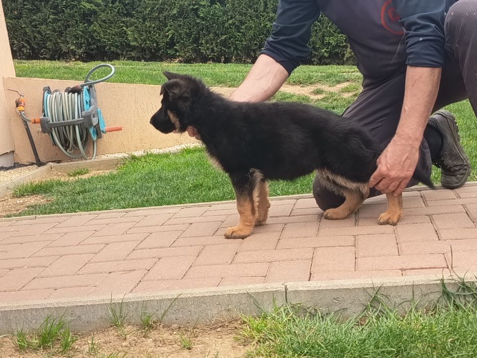 Ciobanesc german cu pedigree