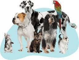 Кастрация & Стерилизация кошек.  Ветеринарная служба на вет