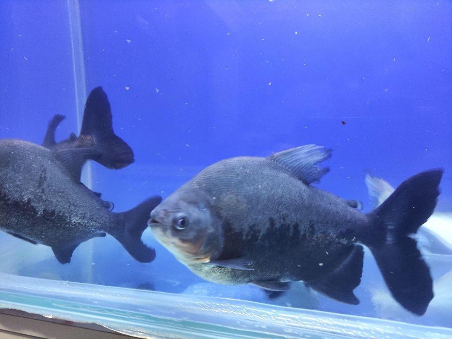 Piraniya va akula sotiladi