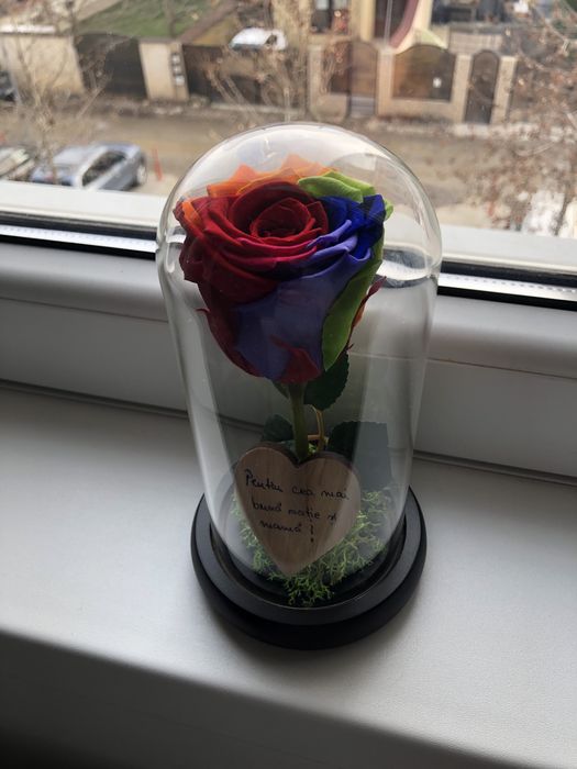 Trandafir multicolor rainbow in cupola cristalina