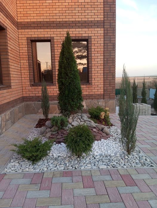 Ели туи тополя сосны