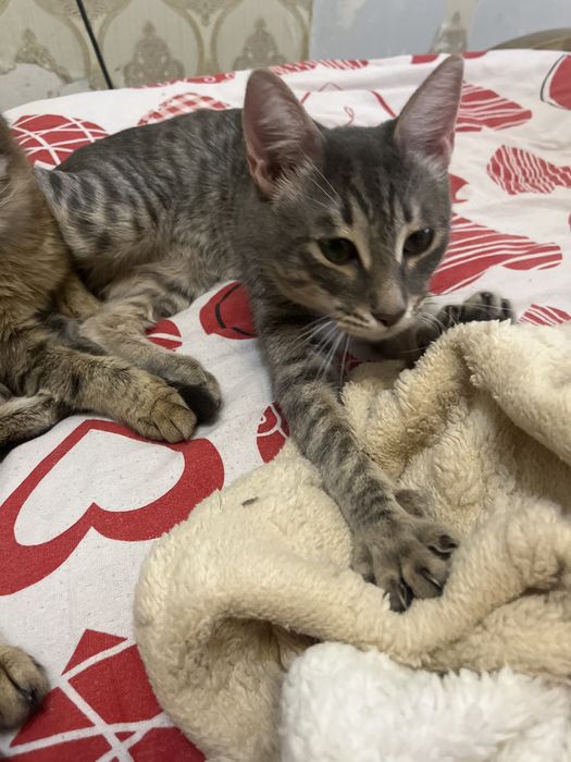 Отдам даром кошку-кота