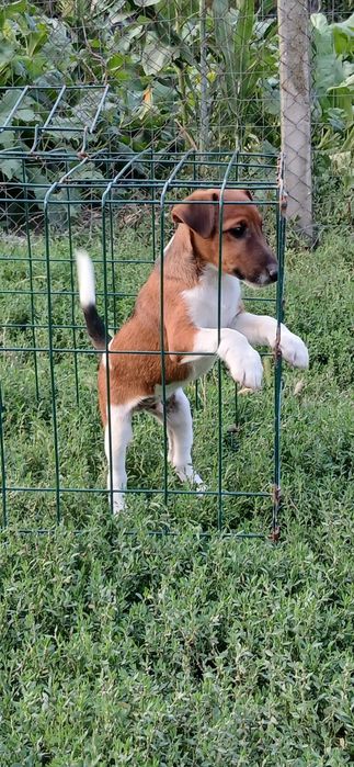 Catei Fox Terrier