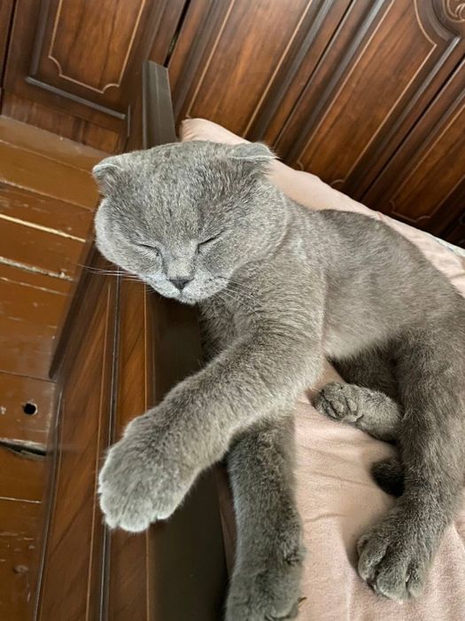 Mushuk sotiladi kelishamiz