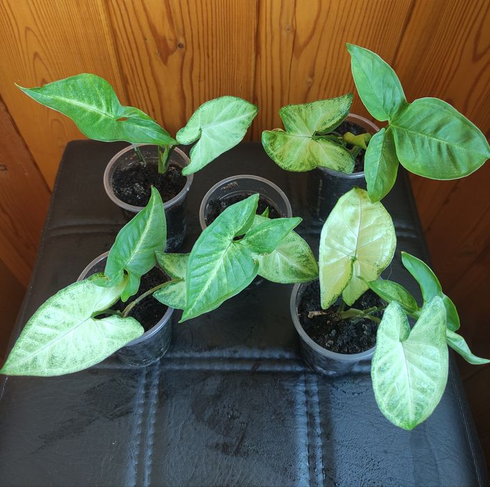 Комнатные растения