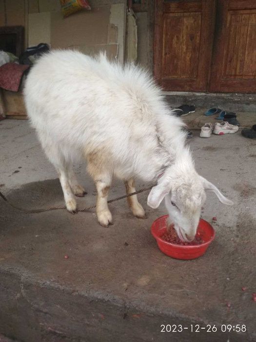 Продается породисты козёл