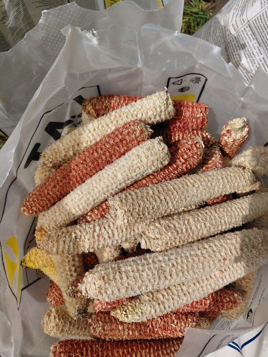Coceni de porumb