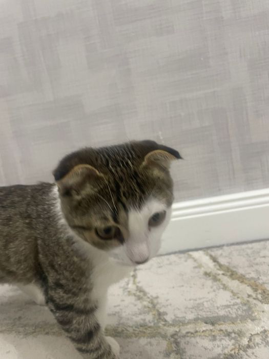 Отдам даром,напишите,не звоните