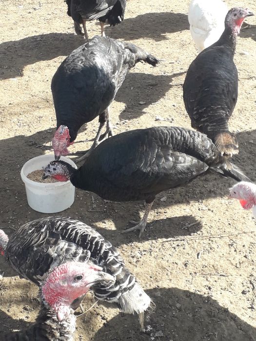 Индюки самец самки