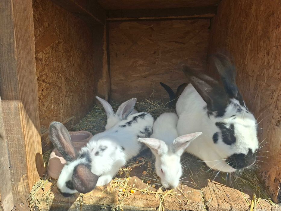 Vand iepurasi Fluture German si Urias Transilvanean